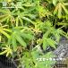  желтый Cat's скумбиря (tapioka) 3 номер pot рассада 