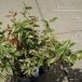  запад iwa наан тонн meru Bay yu4.5 номер pot рассада 