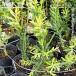  дракон katen Delon De Ville z brush 4 номер pot рассада 