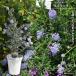 seano подвеска California lilac 3.5 номер белый растение в горшке 