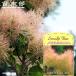  затонированный tree пастель заколка-резинка 3 номер pot рассада . покупка week