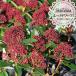  цветок ...s Kimi a красный dowa-f местного производства pot рассада 