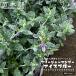  tree german da- ice blue 3 номер pot рассада 