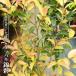 hime камелия (....)..3.5 номер pot рассада - navi ro value 