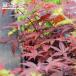 momiji..(......) 5 номер длинный pot рассада . покупка week