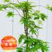 momiji. Izumi 5 номер длинный pot 