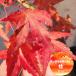 momiji багряник японский (katsulamomiji) 5 номер длинный pot 