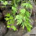 momiji Рождество красный корень наматывать большой рассада 
