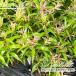  Каллистемон Great мяч ob fire -5 номер pot рассада ka белка temon* gold way ju
