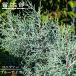  blue ice хвойное дерево 5 номер pot рассада 