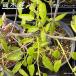  дуб острейший ...(e медведь ni type ) контактный дерево 6 номер pot рассада 