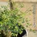  наан тонн белый журавль 3.5 номер pot рассада - navi ro value 