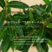  обезьяна здесь ka winter jem5 номер pot рассада .. дерево 