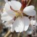  2 сезон .. Sakura 4 сезон Sakura 1 год сырой контактный дерево рассада предварительный заказ распродажа 12 месяц ~ следующий год 1 месяц примерно поступление предположительно 