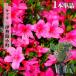 satsuki рассада Исэ город . маленький блок 4 номер pot рассада 
