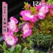  satsuki рассада Yamato. месяц 12 шт. комплект 4 номер pot рассада 