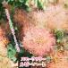  затонированный tree рубин Heart корень наматывать рассада дым. дерево . покупка week