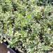 tsurumasaki изумруд gaiti2.5 номер pot рассада 
