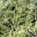  эвкалипт Hardy - Marie 5 номер pot рассада 