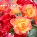 ��o�� ��`���[���X�g�� 2�N����c �\��̔�12���`���N1�������ח\��