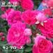  роза средний рассада King rose (CL).. дерево 6 номер горшок с разрезом рассада . покупка week