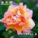 �l�G�炫�o���c ���p���W�F���k 2�N����c �o�^�i��E�i��o�^ �\��̔�12���`���N1�������ח\��