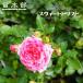  4 сезон .... роза дрифт rose Suite дрифт 4 номер pot рассада . покупка week