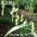  wild o-tsu3 номер кроме того, 3.5 номер pot рассада . покупка week