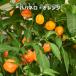  перец стручковый - spring ro orange красный острый перец 4 номер длинный pot большой рассада Okinawa префектура производство 