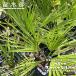  выдерживающий холод . cocos nucifera bla волосы super серебряный реальный сырой 3 номер pot рассада 