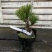  bonsai sapling .. Japanese black pin (........)