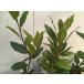  herb. sapling month katsura tree .( low lie). sapling 