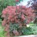  затонированный tree (.... дерево ). саженец * Grace 4 номер (12cm) pot 