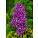  lilac [ лиловый senseishon]. саженец 