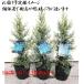  conifer k pressure s have zonika*sa reflet a*. sapling (7.5-9cm pot seedling )