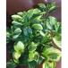  Pepe romi UGG labela. рассада Peperomia glabella 3-4 номер 