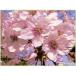  Sakura ( Sakura ) саженец .. Yoshino Sakura 