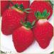 . клубника ... сырой. рассада 5 рассада комплект 