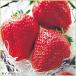 . клубника I Berry. рассада 5 рассада комплект 