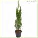  conifer sapling elegantissima (5 number pot ..)