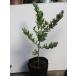 [ Akashi a*tek Len s]mimo The Akashi a(5 номер pot рассада ) вечнозеленый маленький высота дерево * Австралия. растения 