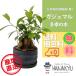 �ϗt�A�� ������� �l�C ��� �J�X�j�� �V�z�j�� ���񂽂� �K�W���}�� �󓩊� �� ���x 5�� �K�W���}���̖� ���� �K�^ ���K�̎� �K�� �d�� �L�W���i�[