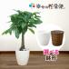 �ϗt�A�� �p�L��7���v���X�`�b�N��(���J�o�[�t) �J�X�j�� �V�z�j��