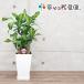 観葉植物 幸福の木6.5号角プラスチック鉢 高さ約70cm