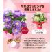 �x��Ă��߂�� ��̓� 2026 �M�t�g ���A�� �� �v���[���g 12��ނ���I�ׂ� �N���}�`�X 5���T�C�Y ���A�� ������胉�b�s���O �S���������� �֘A�摜5