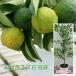  один лет yuzu (yuz..) сразу .. возможно реальный имеется . доставка 6 номер горшок фруктовое дерево рассада реальный имеется немедленно ....