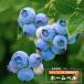 �ʎ��c �u���[�x���[ �c�� ���r�b�g�A�C�n �z�[���x�� 4.5���i13.5cm�j�|�b�g�c �ʎ��c�� ���t��