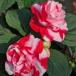  California rose Fiesta Spark la- клубника 3 номер ( диаметр 9cm) pot рассада 1 АО растение в горшке земля .. двор ...... и т.д. цветок рассада 