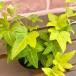  хедера ( ivy ) чистый French 3 номер ( диаметр 9cm) pot рассада 1 шт . корень ..... салон садоводство tsuru. почвопокровные растения стена поверхность зеленый . декоративное растение крыло lishu сад 