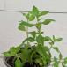  трава banana мята 3.5 номер ( диаметр 10.5cm) pot рассада 1 шт чай herbgarden seiyou - ka